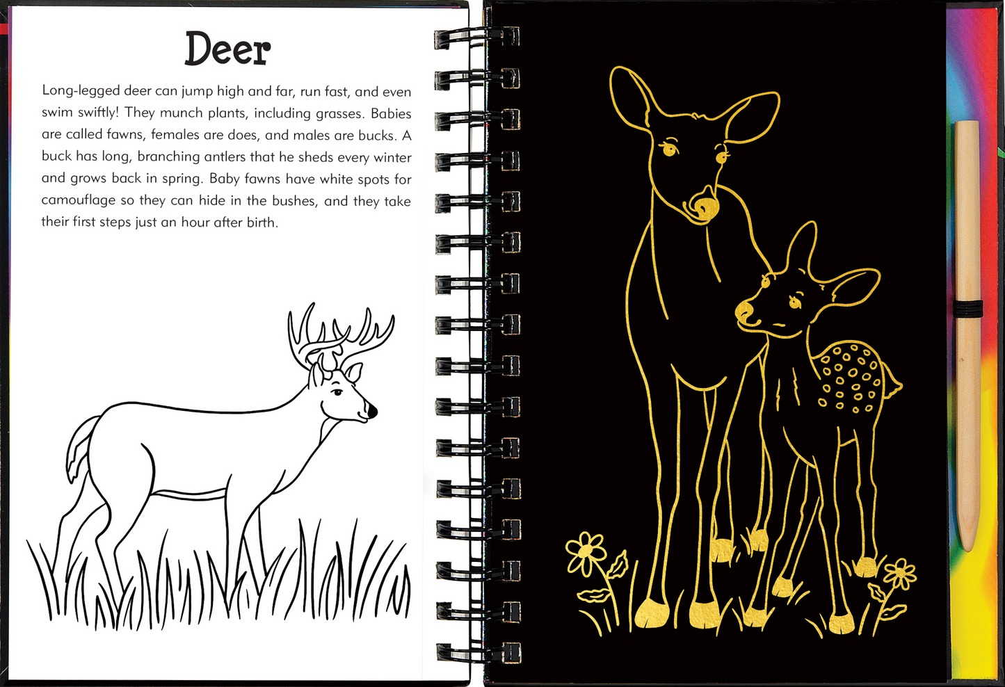 Forest Friends Scratch & Sketch™