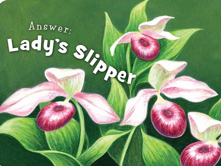 Little Minnesota Board Book